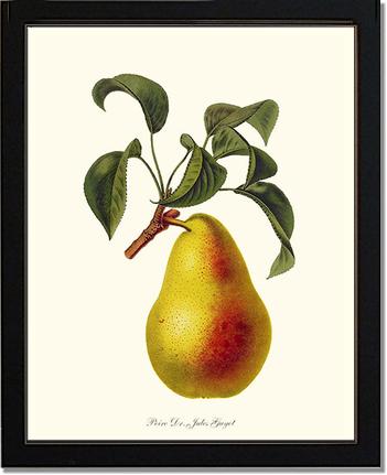 Pear, Dr. Jules Guyot | Vintage Redouté's Fruit Art Print