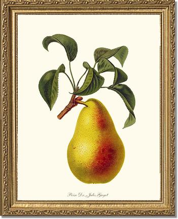 Pear, Dr. Jules Guyot | Vintage Redouté's Fruit Art Print