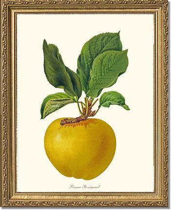 Apple, Rossignol - Charting Nature