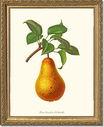 Pear, Caroline Dairolles | Vintage Redouté's Fruit Art Print