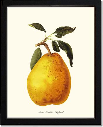 Pear, Directeur Alphand | Vintage Redouté's Fruit Art Print