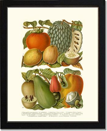 Tropical Fruit | Vintage Redouté's Fruit Art Print