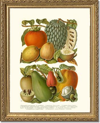 Tropical Fruit | Vintage Redouté's Fruit Art Print