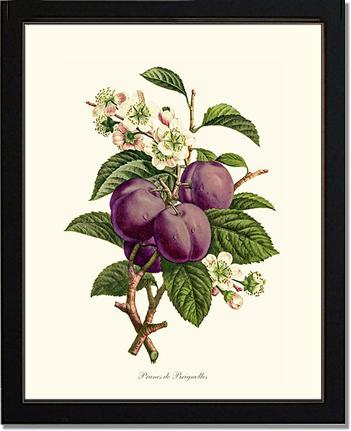 Plums | Vintage Redouté's Fruit Art Print