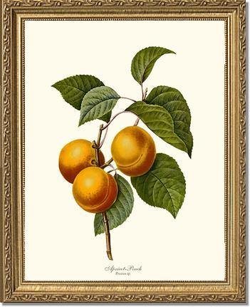 Apricot-peach - Charting Nature