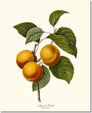 Fruit Print: Apricot-peach