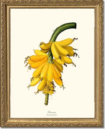 Banana | Vintage Redouté's Fruit Art Print