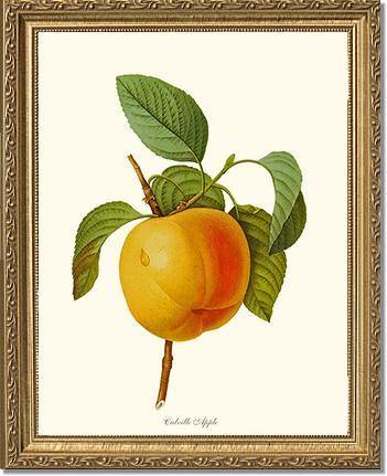 Apple, Calville - Charting Nature
