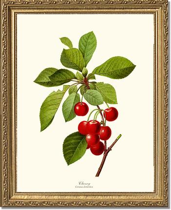 Cherry | Vintage Redouté's Fruit Art Print