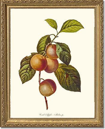 Apple, Crab - Charting Nature