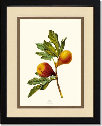 Fig | Vintage Redouté's Fruit Art Print