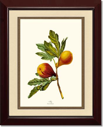 Fig | Vintage Redouté's Fruit Art Print