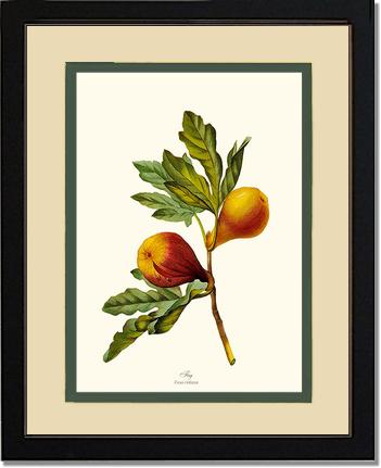 Fig | Vintage Redouté's Fruit Art Print