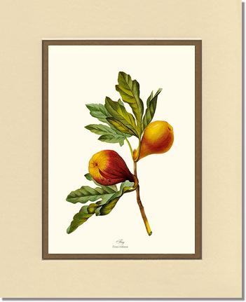 Fig | Vintage Redouté's Fruit Art Print