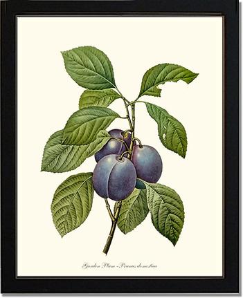 Plum, Garden | Vintage Redouté's Fruit Art Print