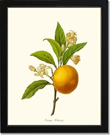 Orange | Vintage Redouté's Fruit Art Print