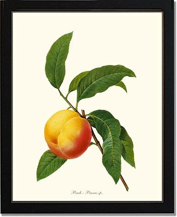 Peach | Vintage Redouté's Fruit Art Print