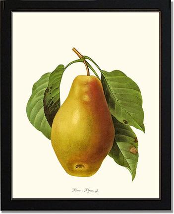 Pear | Vintage Redouté's Fruit Art Print