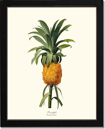 Pineapple | Vintage Redouté's Fruit Art Print