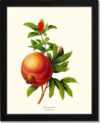 Pomegranate | Vintage Redouté's Fruit Art Print