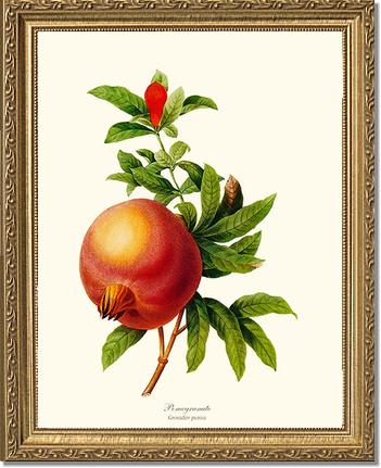 Pomegranate | Vintage Redouté's Fruit Art Print