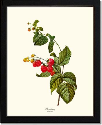 Raspberry | Vintage Redouté's Fruit Art Print