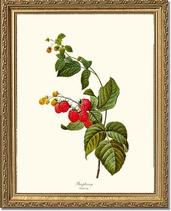 Raspberry | Vintage Redouté's Fruit Art Print