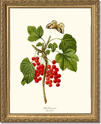 Currant, Red | Vintage Redouté's Fruit Art Print