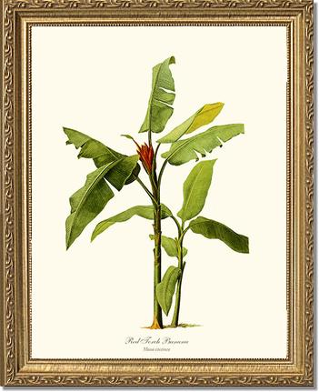 Banana, Red Torch | Vintage Redouté's Fruit Art Print