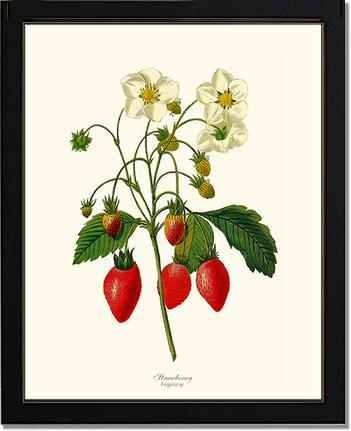 Strawberry | Vintage Redouté's Fruit Art Print
