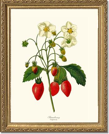 Strawberry | Vintage Redouté's Fruit Art Print