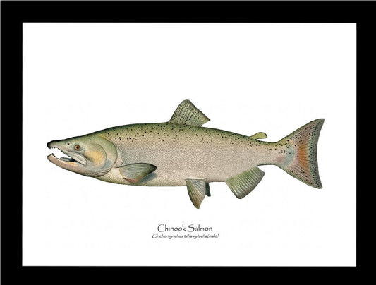 Chinook Salmon - Male Vintage Wall Art Fish Print