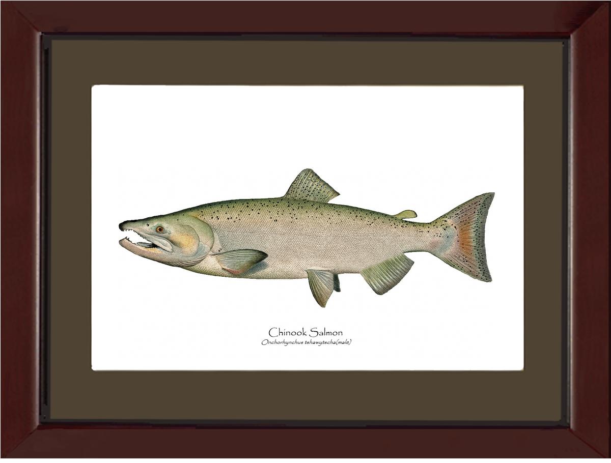 Chinook Salmon - Male Vintage Wall Art Fish Print