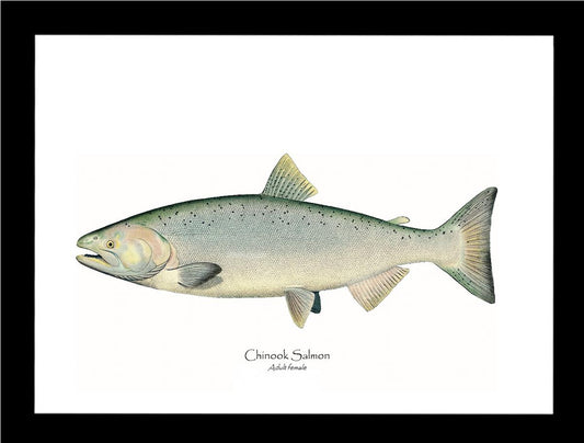 Chinook Salmon - Adult Female Vintage Wall Art Fish Print