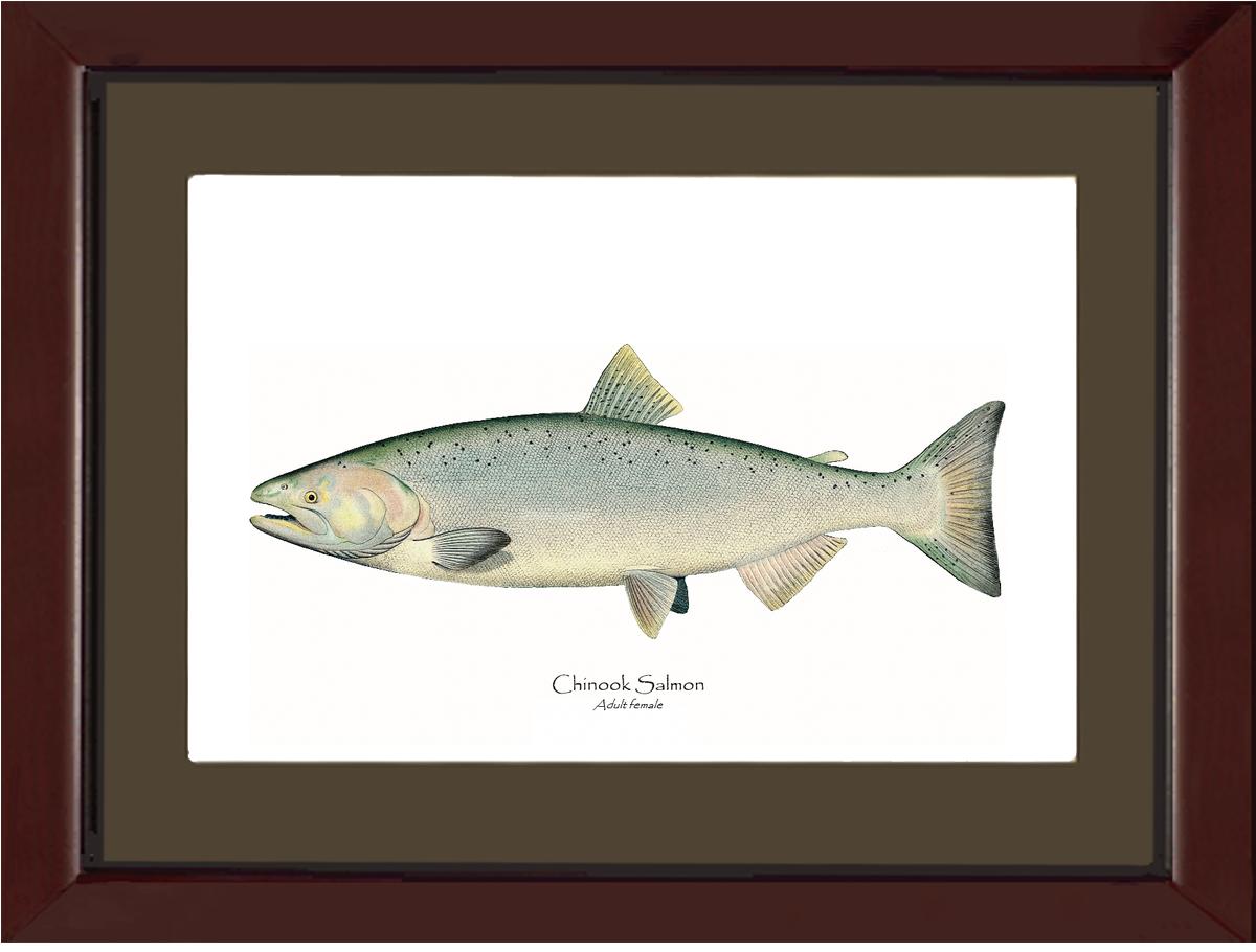 Chinook Salmon - Adult Female Vintage Wall Art Fish Print