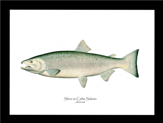 Coho Salmon - Male Vintage Wall Art Fish Print