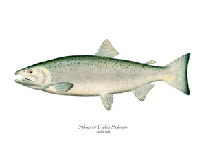 Antique Fish Print: Coho Salmon - Male
