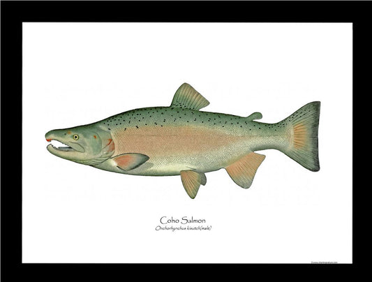 Coho Salmon - Breeding Male Vintage Wall Art Fish Print