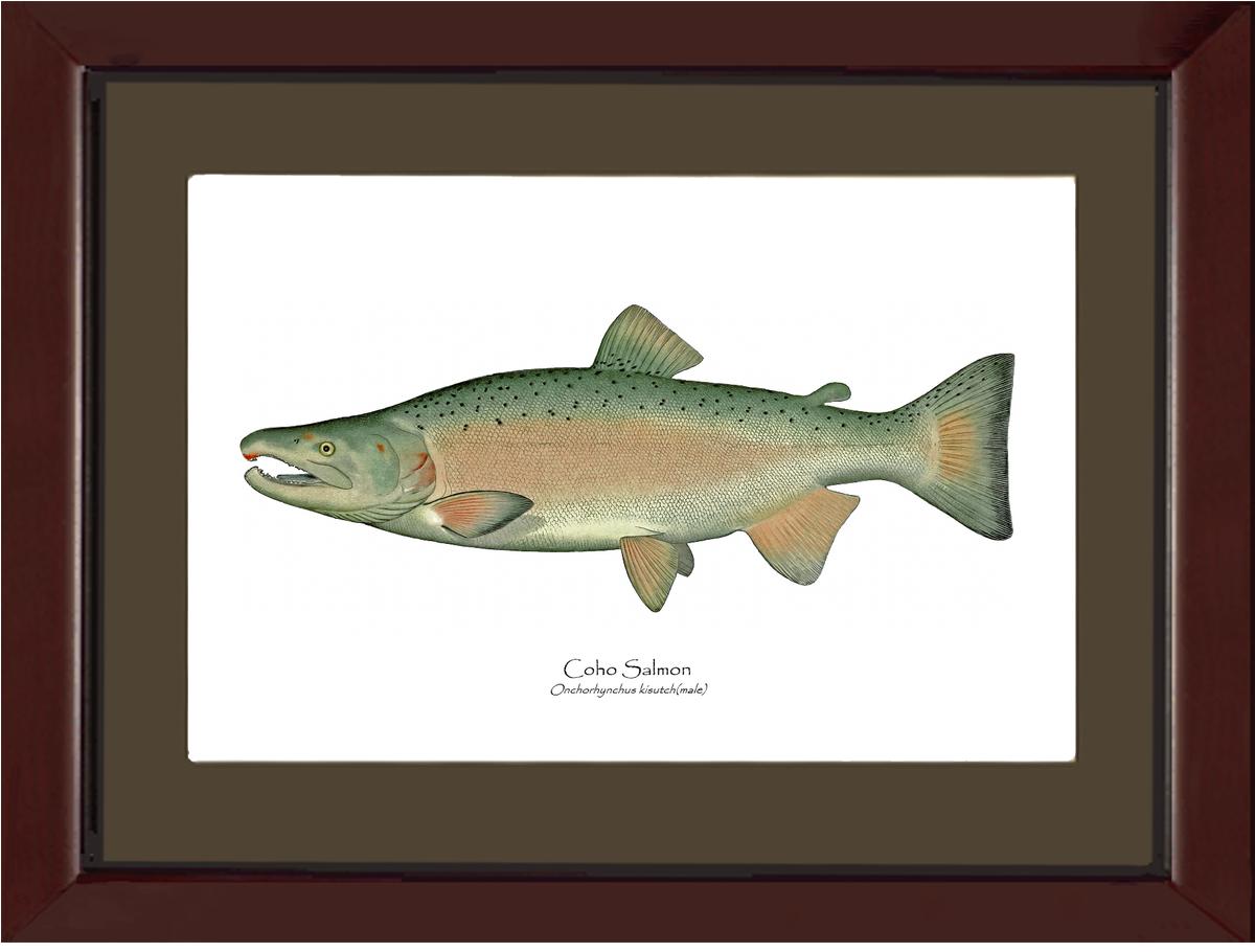 Coho Salmon - Breeding Male Vintage Wall Art Fish Print