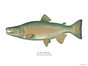 Antique Fish Print: Coho Salmon - Breeding Male