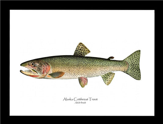 Alaska Cutthroat - Charting Nature