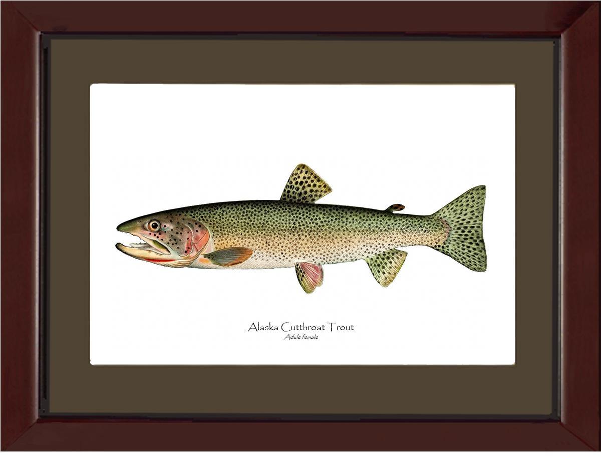 Alaska Cutthroat - Charting Nature