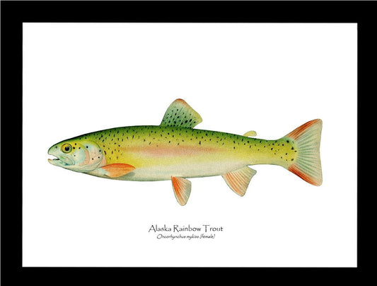 Alaskan Rainbow Trout - Charting Nature