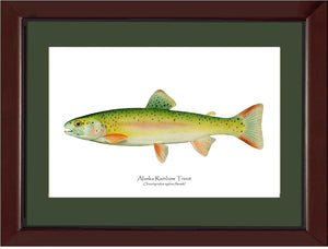 Alaskan Rainbow Trout - Charting Nature