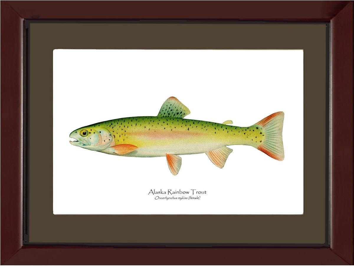 Alaskan Rainbow Trout - Charting Nature