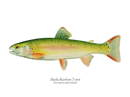Antique Fish Print: Alaskan Rainbow Trout