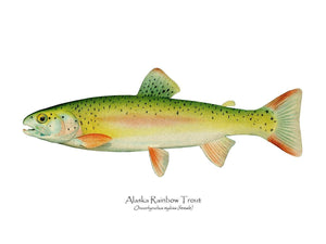 Antique Fish Print: Alaskan Rainbow Trout