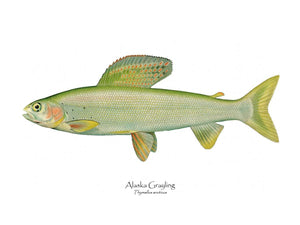 Antique Fish Print: Alaska Grayling