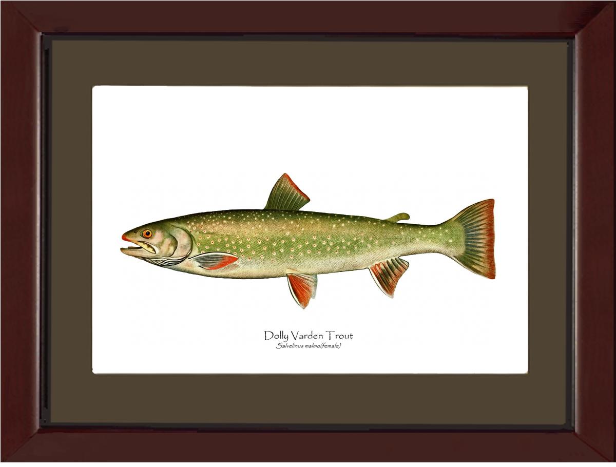 Dolly Varden - Female Vintage Wall Art Fish Print