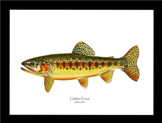Golden Trout Vintage Wall Art Fish Print